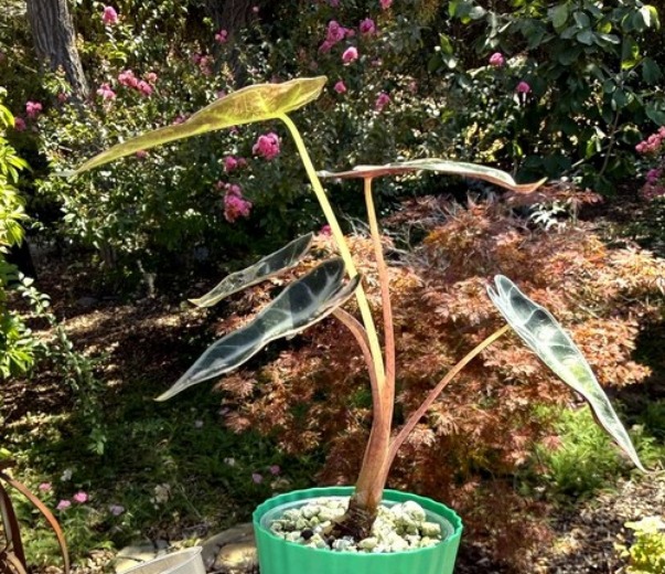 Alocasia growing in the 2″ cover pot, dome off